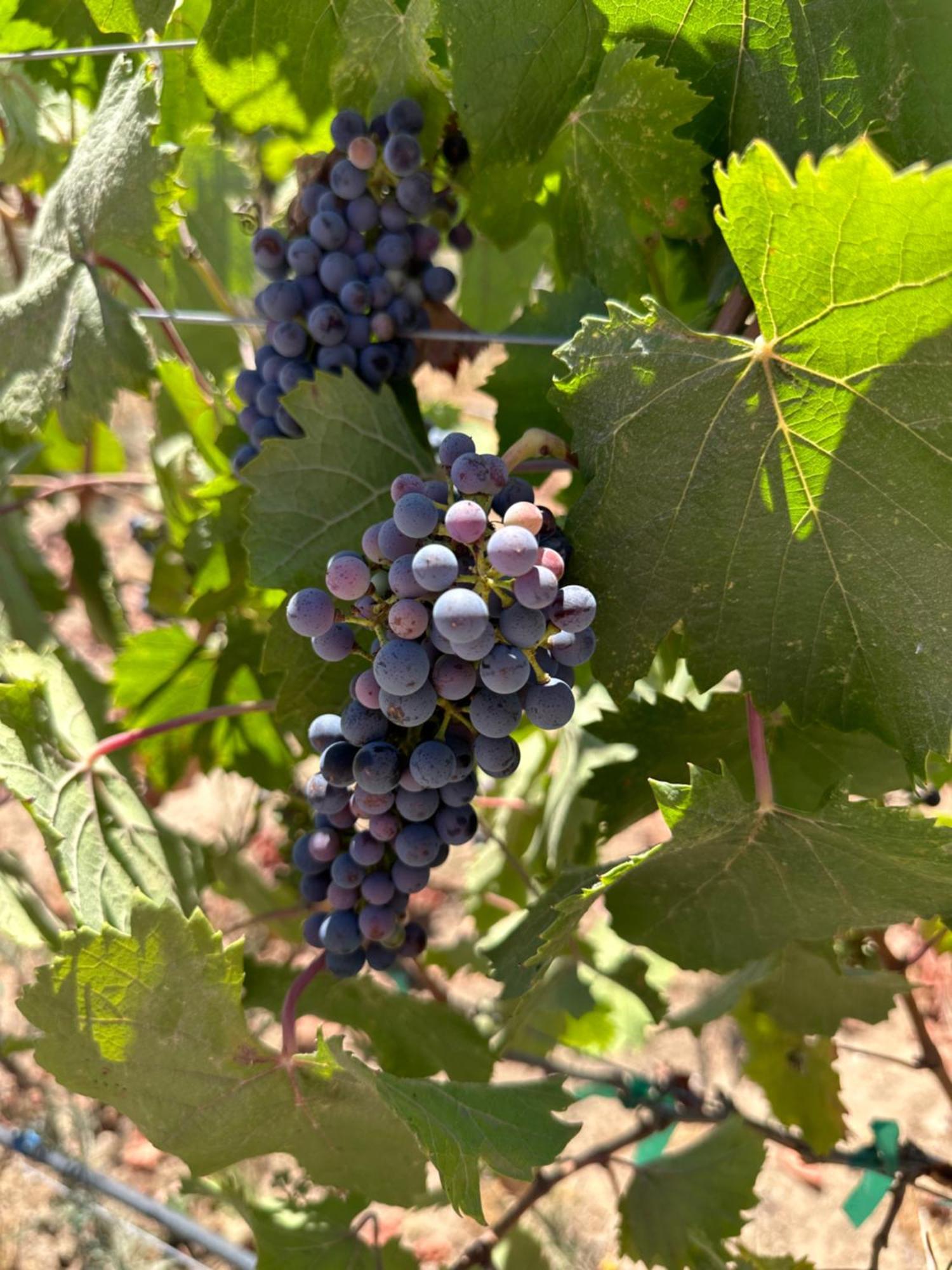 Sol Del Valle Valle de Guadalupe Kültér fotó